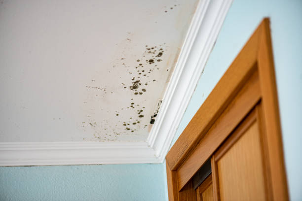 Best Commercial Mold Removal  in North Sarasota, FL