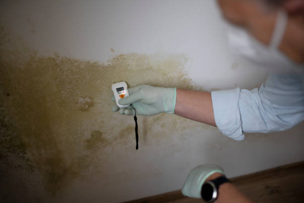 Best Professional Mold Removal  in North Sarasota, FL