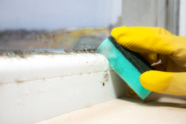 Best Mold Damage Repair  in North Sarasota, FL