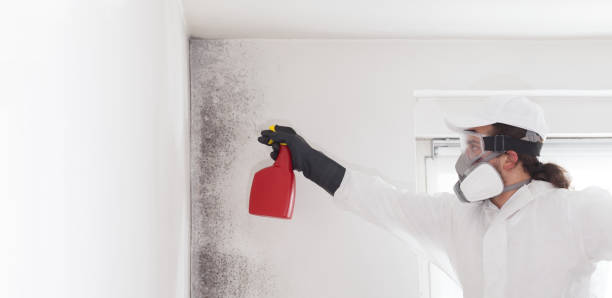 Best Mold Damage Repair  in North Sarasota, FL