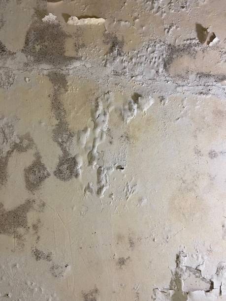 Best Attic Mold Removal  in North Sarasota, FL