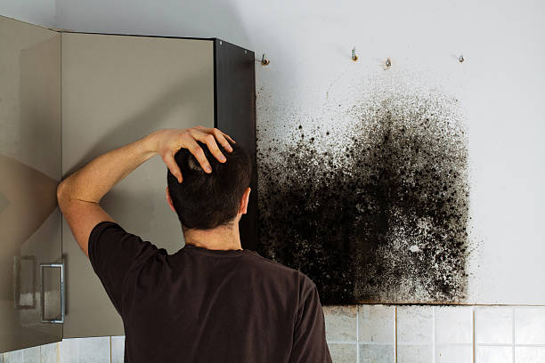 Best Commercial Mold Removal  in North Sarasota, FL