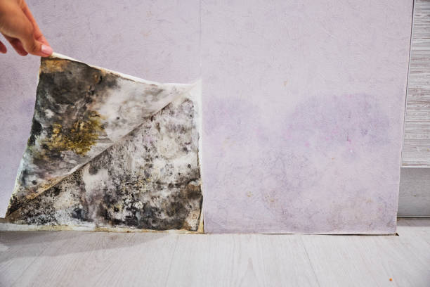 Water Damage Restoration in North Sarasota, FL
